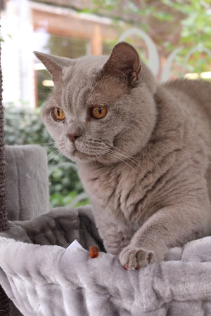 Haus Herbschtzytlos - Ansicht 9