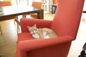 SAWIA Pflegewohnungen Zürich - Ansicht 5