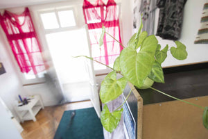 EQUIPE VOLO Das HAUS Biel - Ansicht 3